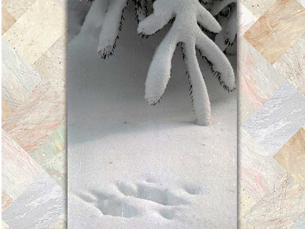 show respect: you’re following in others’ footsteps