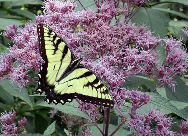 tiger swallowtail butterfly