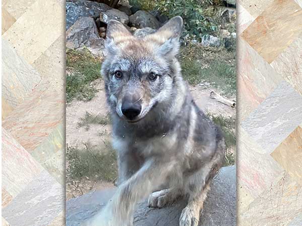 International Wolf Center MN